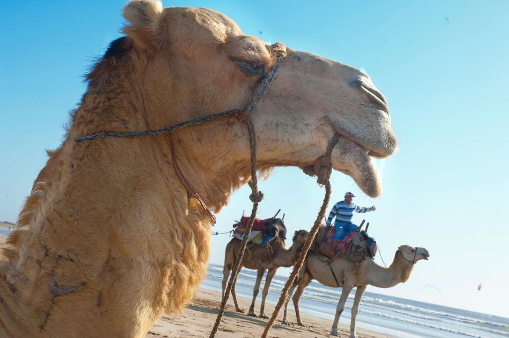 Dar D'Art Hotel Essaouira Ngoại thất bức ảnh